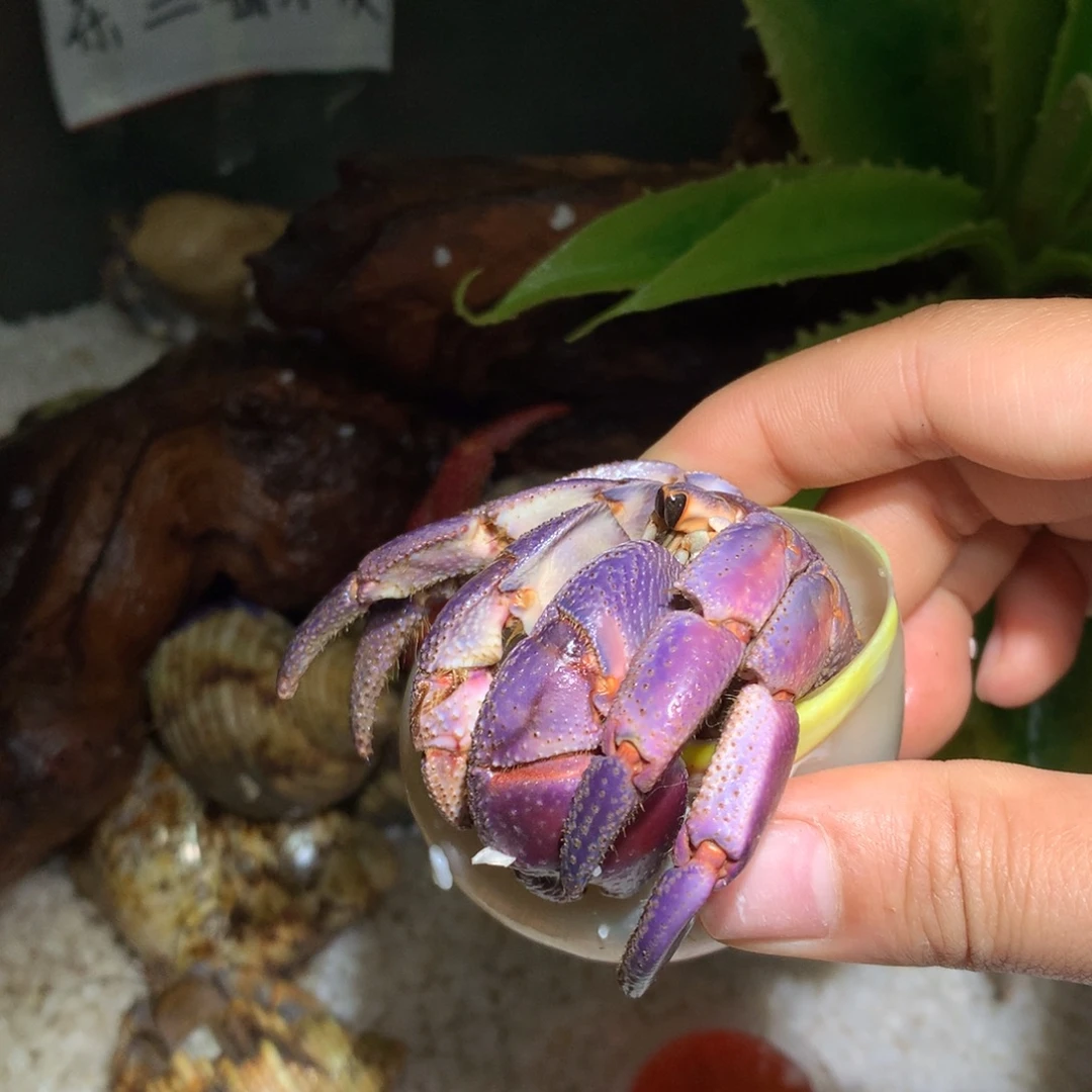 3.2 寄居蟹出售、不退不换15号