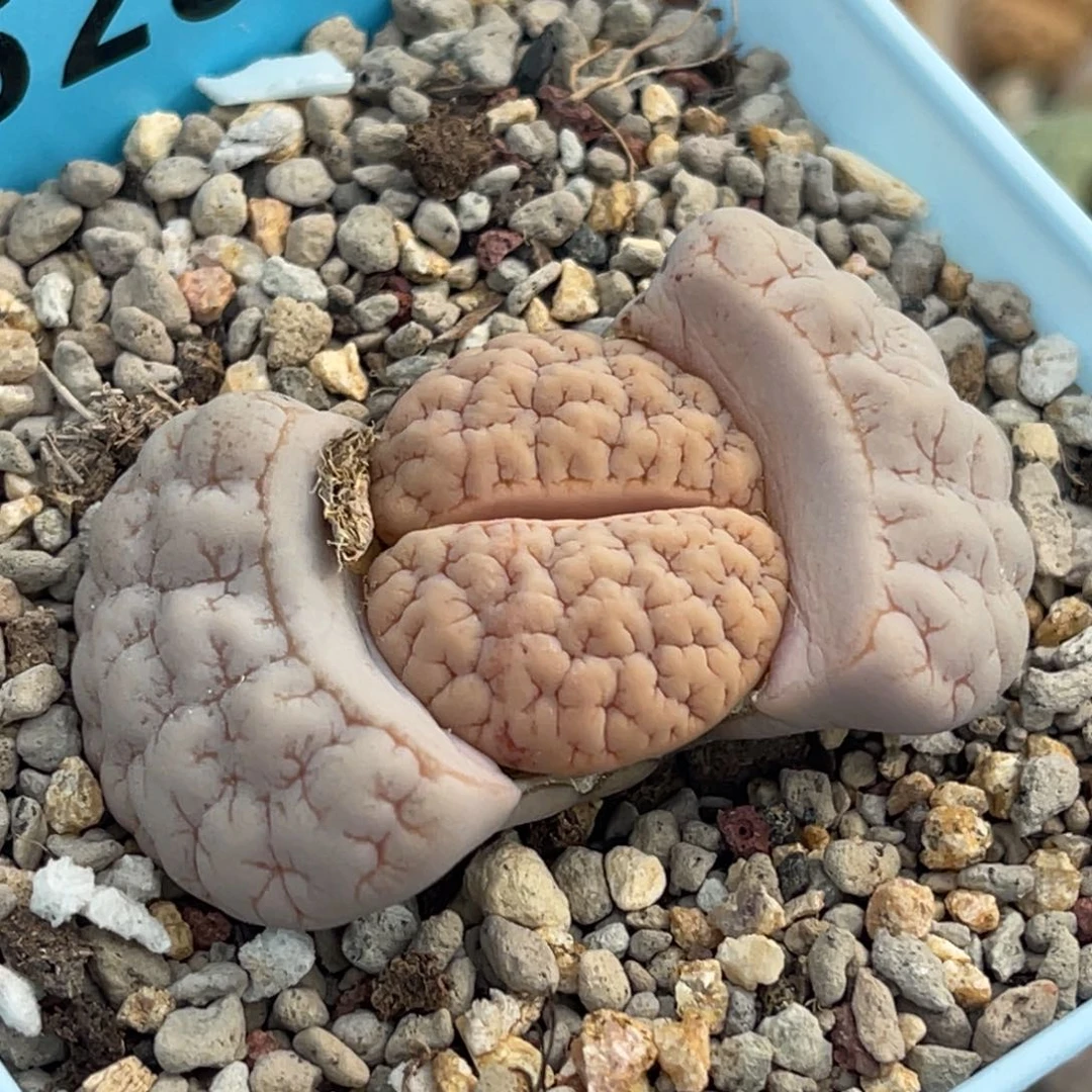 6283粉色凹凸脑纹189一颗