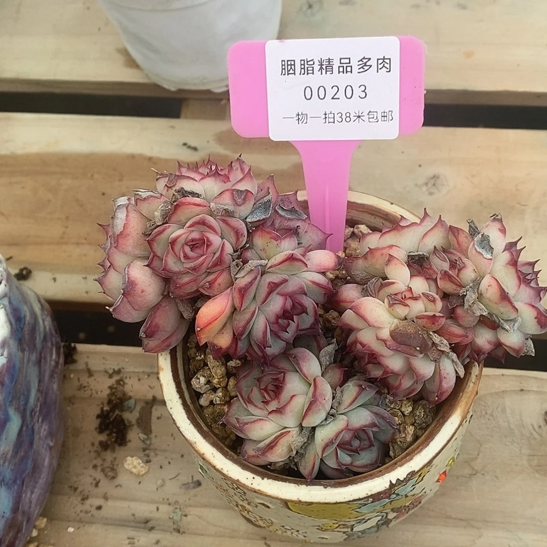 00203分姐姐房东复古风v拒绝奶奶