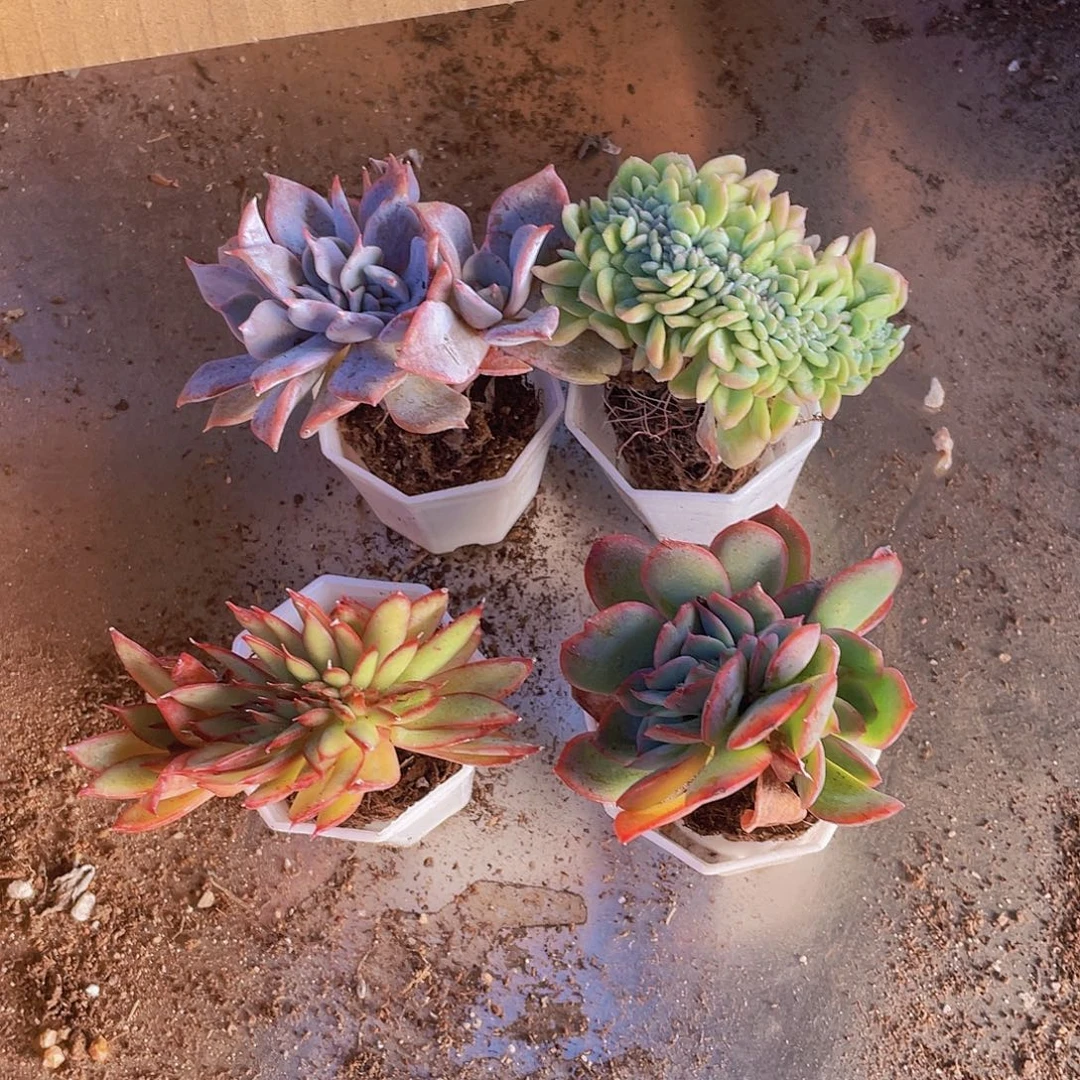 4颗缀化约4-5厘米