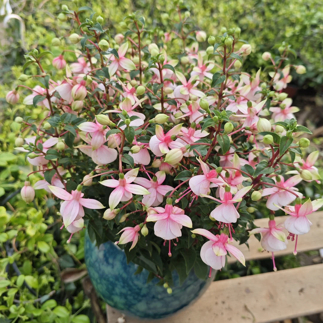 倒挂金钟【粉水晶】丛生盆栽室内多年生草本阳台庭院易种植养护