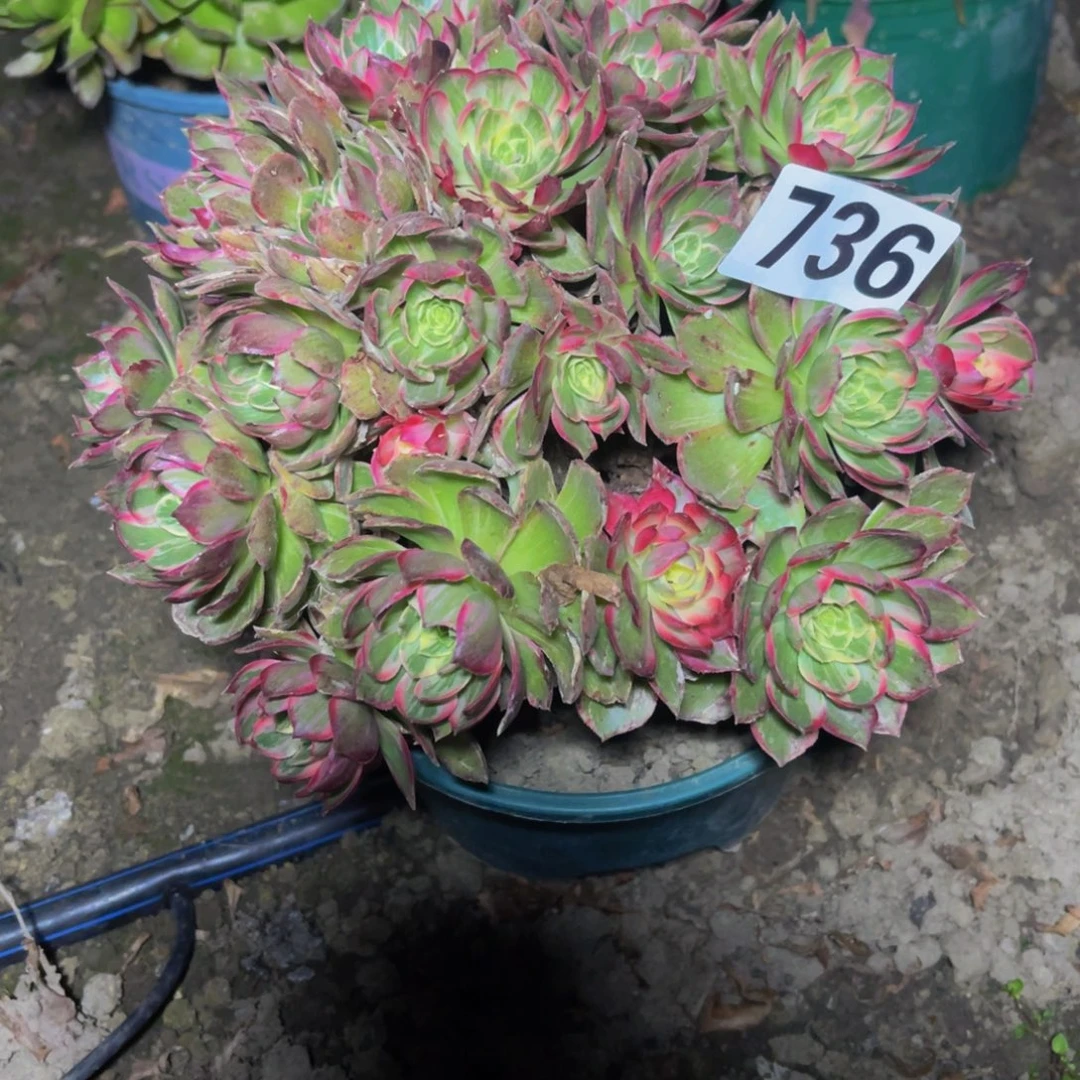 万花筒法师26////19包邮