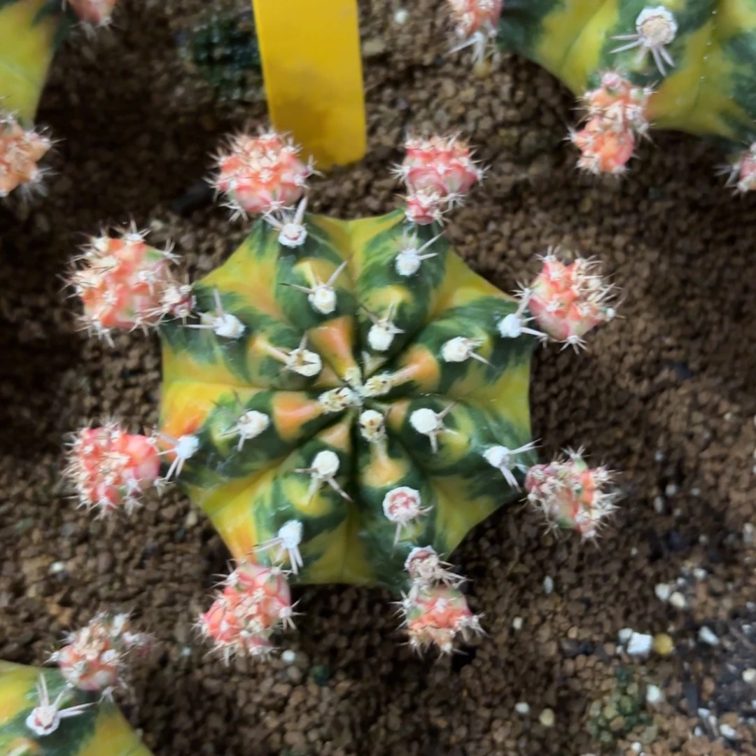 L911-1209泰国发货