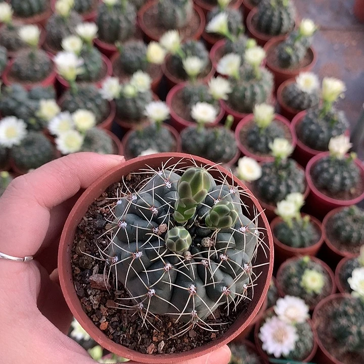 与世无争绿菲原盆土发实生
