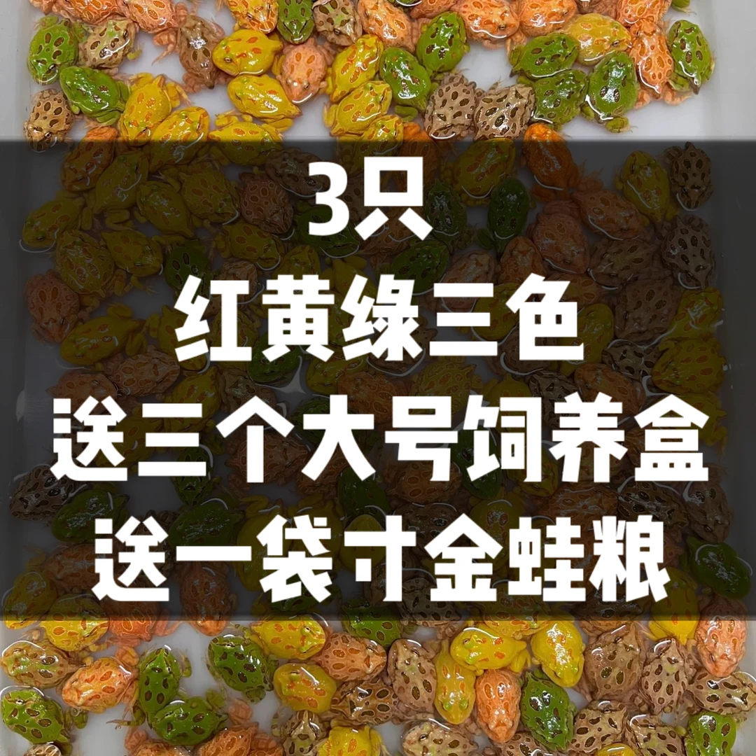 【惊喜链接3只角蛙+3个饲养盒+1袋共60g寸金蛙粮】活体不支持无理由