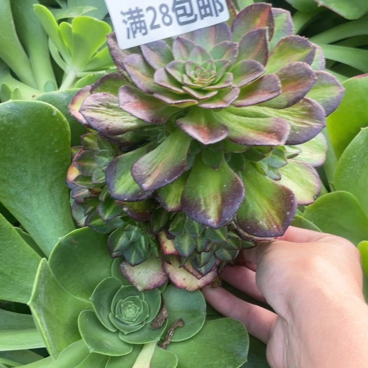 1336三号棚海王七彩