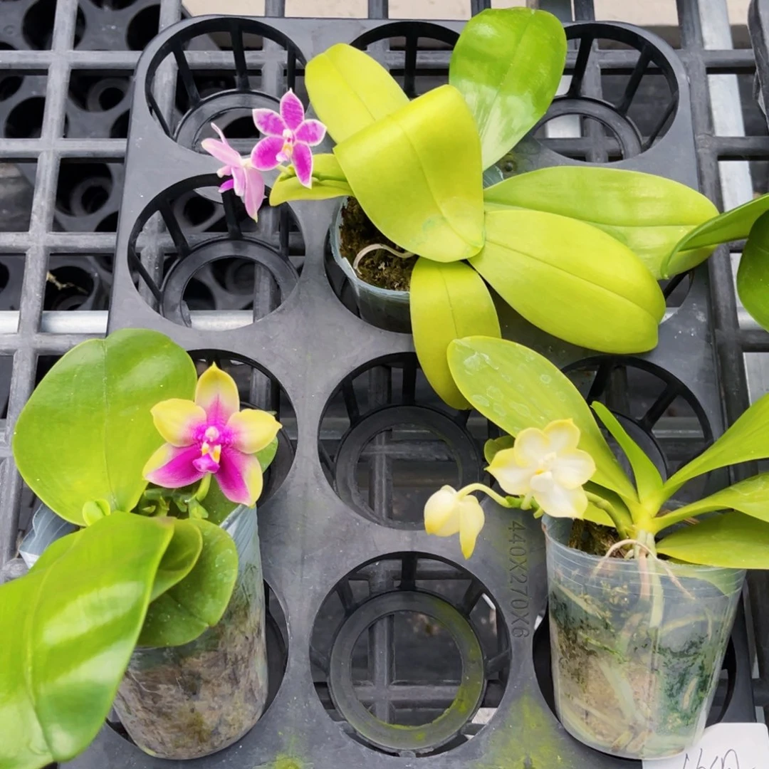 完全开放蝴蝶兰原生