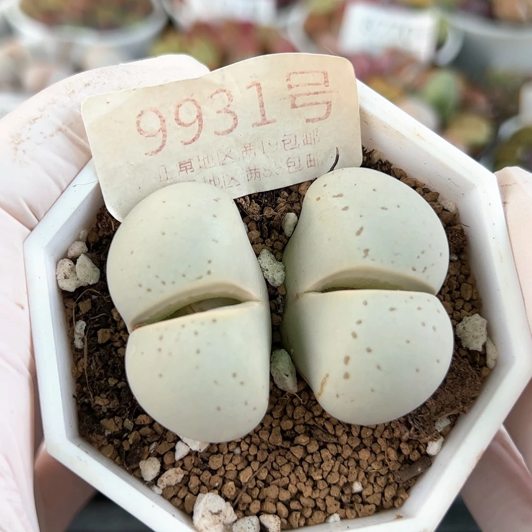 好养易活生石花大母本9931