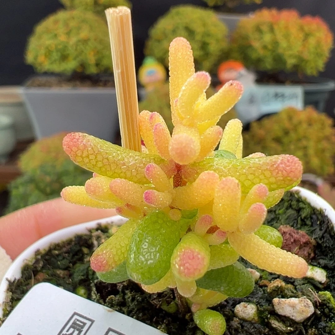 dy5610小可爱糖球黄化锦盆口5cm