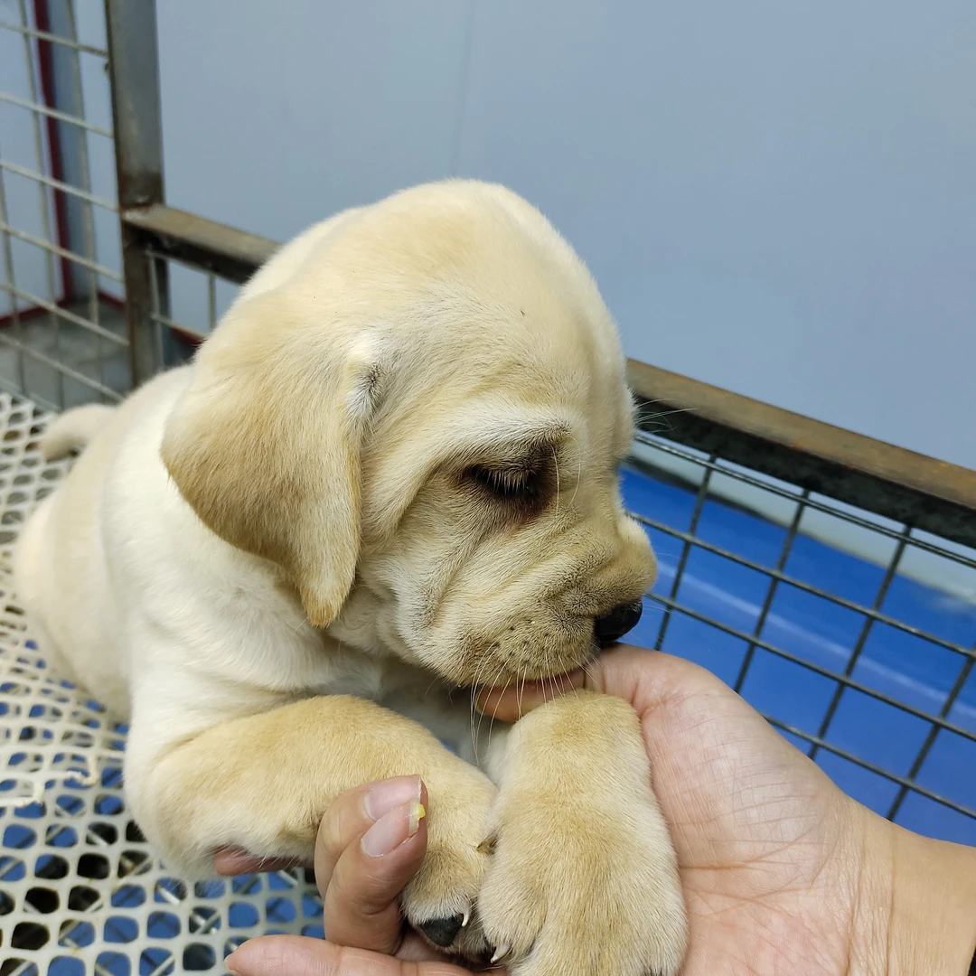 纯种拉布拉多金毛幼犬宠物狗