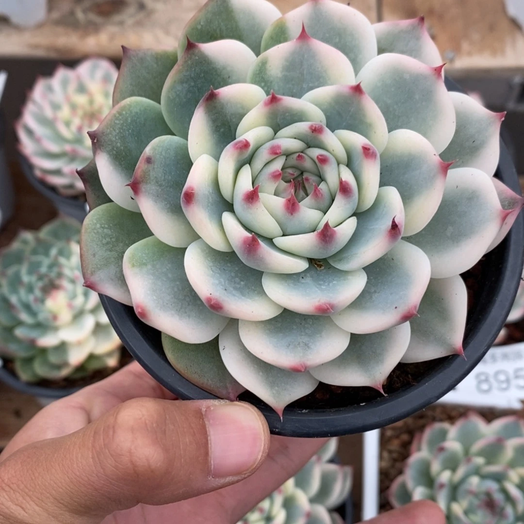吉娃娃锦多肉植物8963