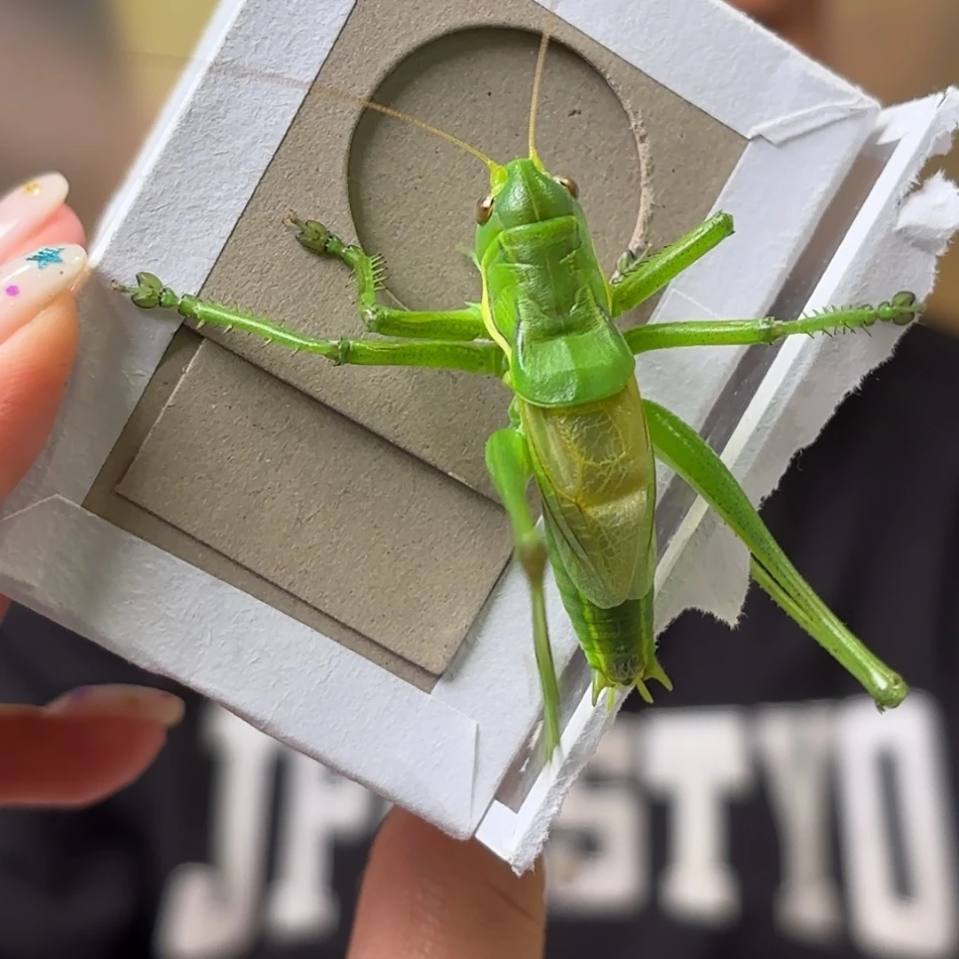 嗨***达蝈蝈蝈蝈福福价格
