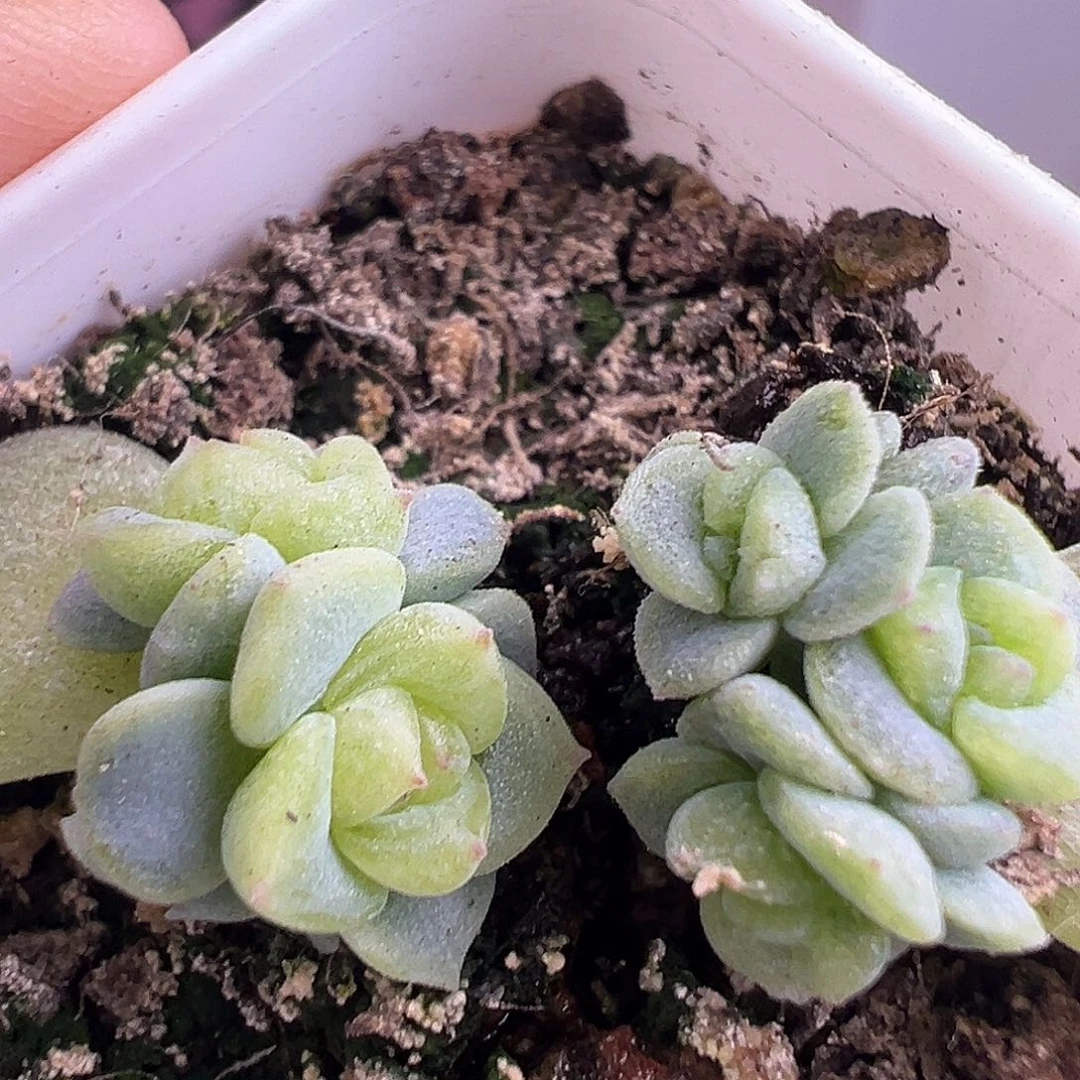 下播福利。两个三头甜心。