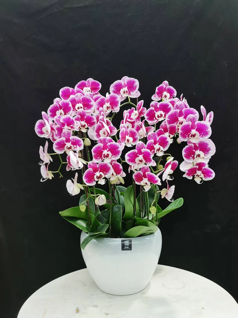 蝴蝶兰大花型【大财主】室内花卉绿植带花送礼开业佳品