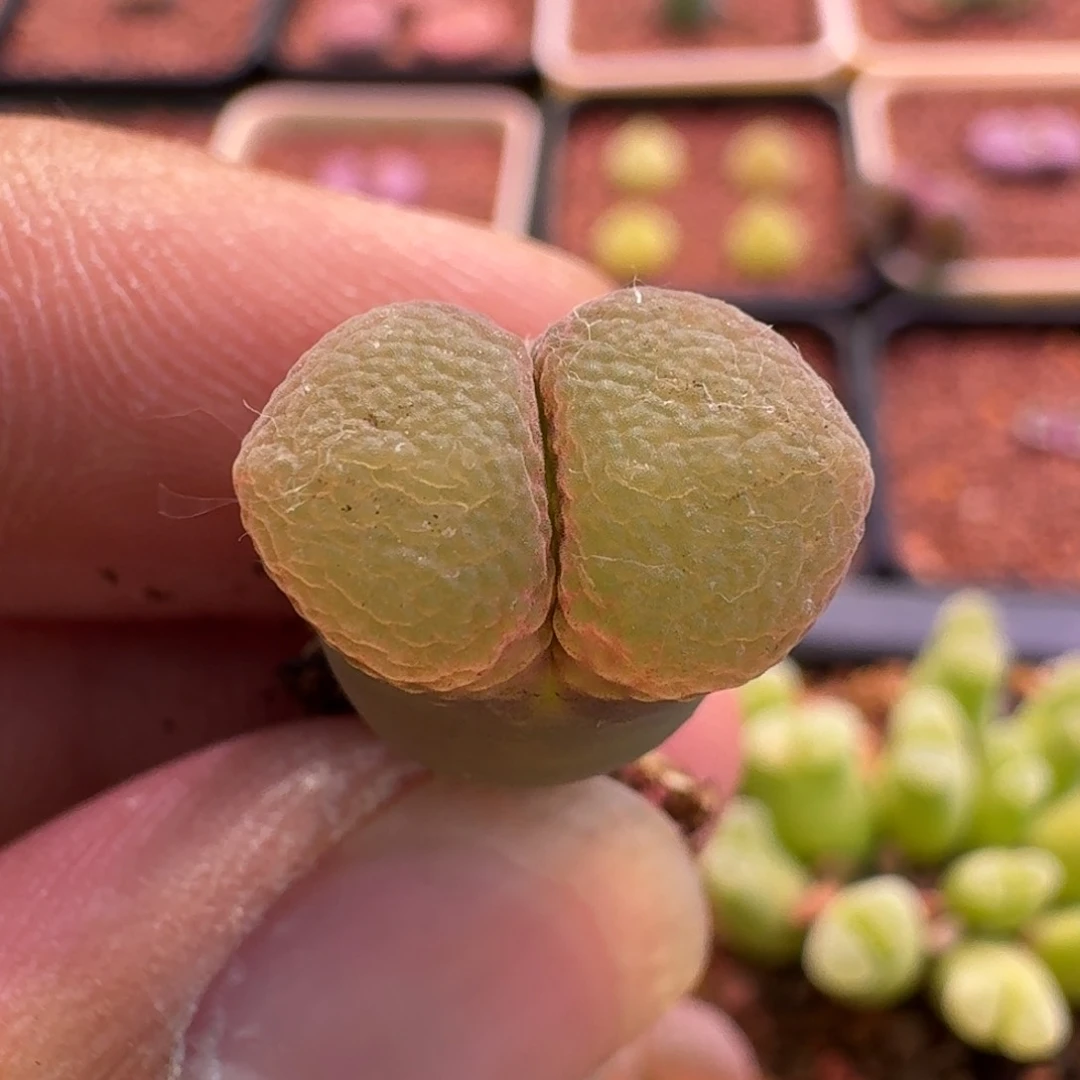 2*.云缦精品番杏24.37