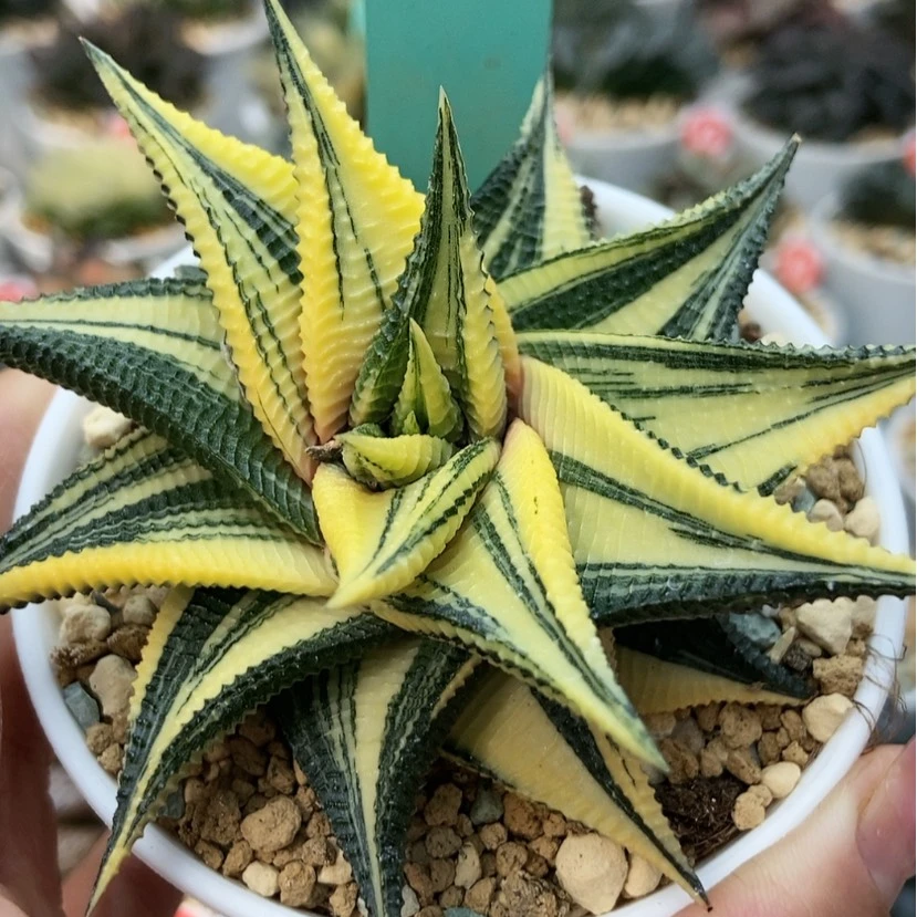 【闪购商品】琉璃殿31