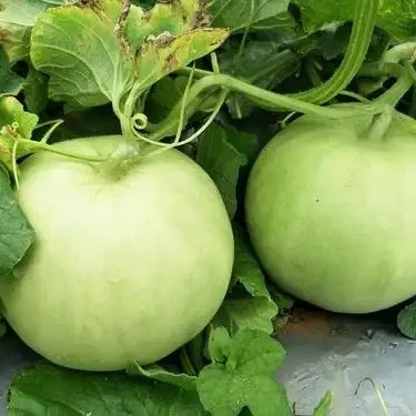 湖南本地雪梨小甜瓜，皮溥肉厚，香味四溢，农家种植