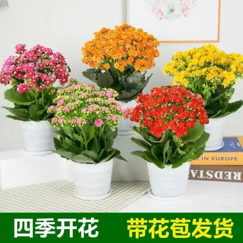 长寿花原盆原土带花苞110盆