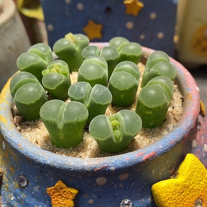 Y400风铃一颗。