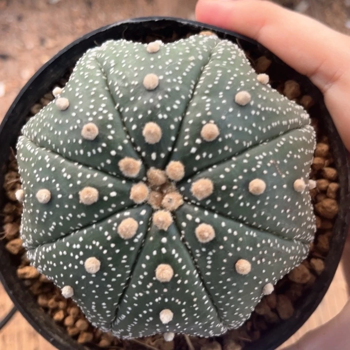 浓白点8.2一物一拍脱土发货