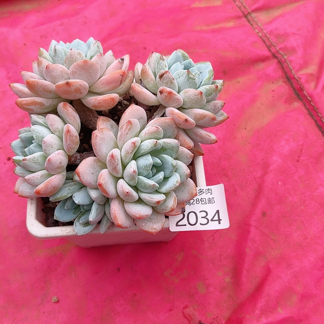 Y***喽多肉一物一柏植物2034
