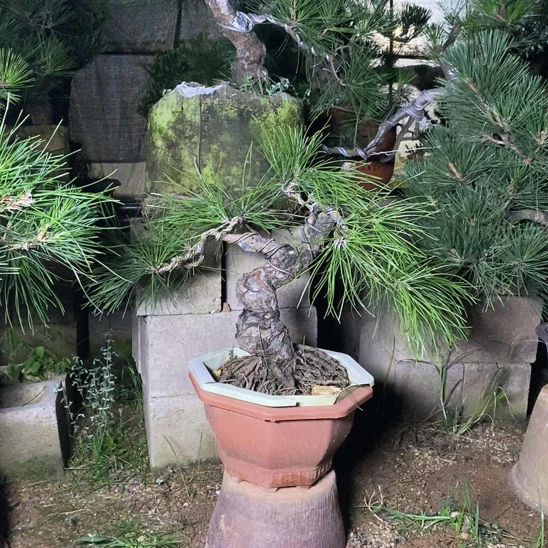 无花朵黑松盆景素材