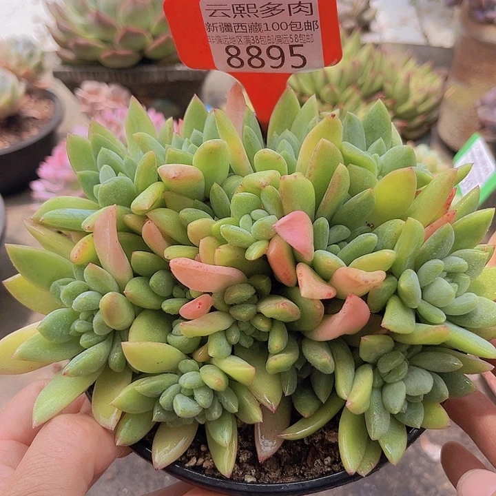 8895贵妃。