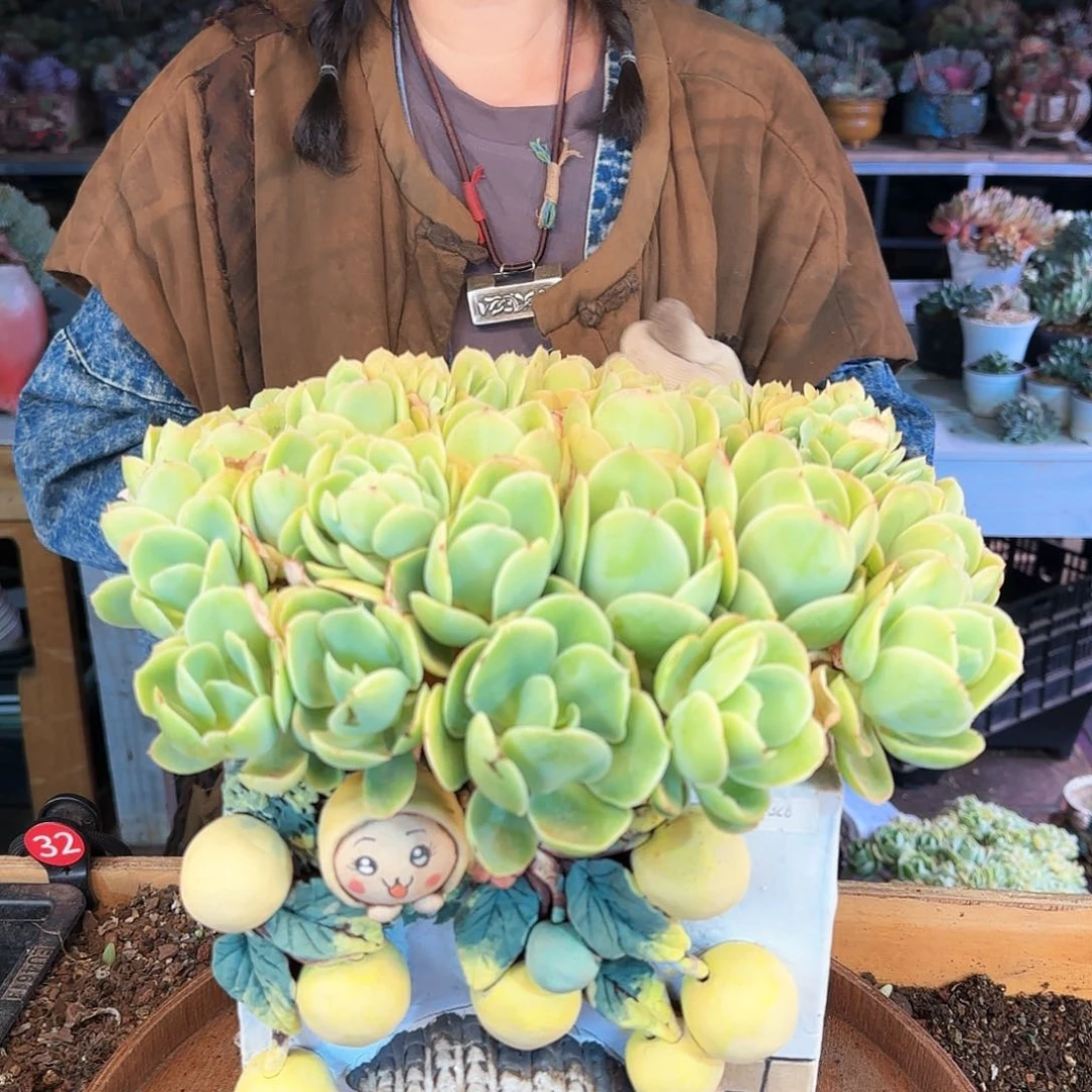 脆***肉吴静涛，盆198      盆