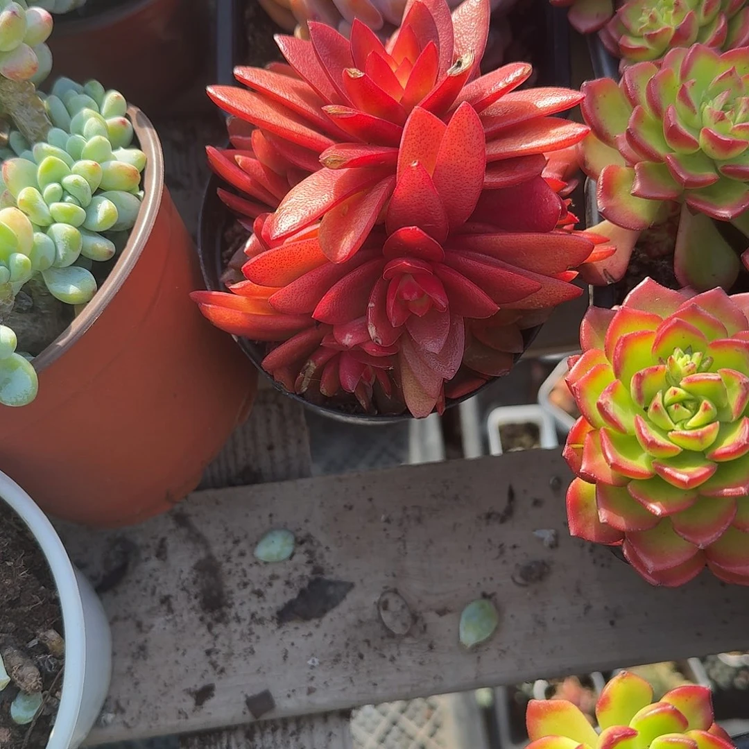 火辑多肉植物精品