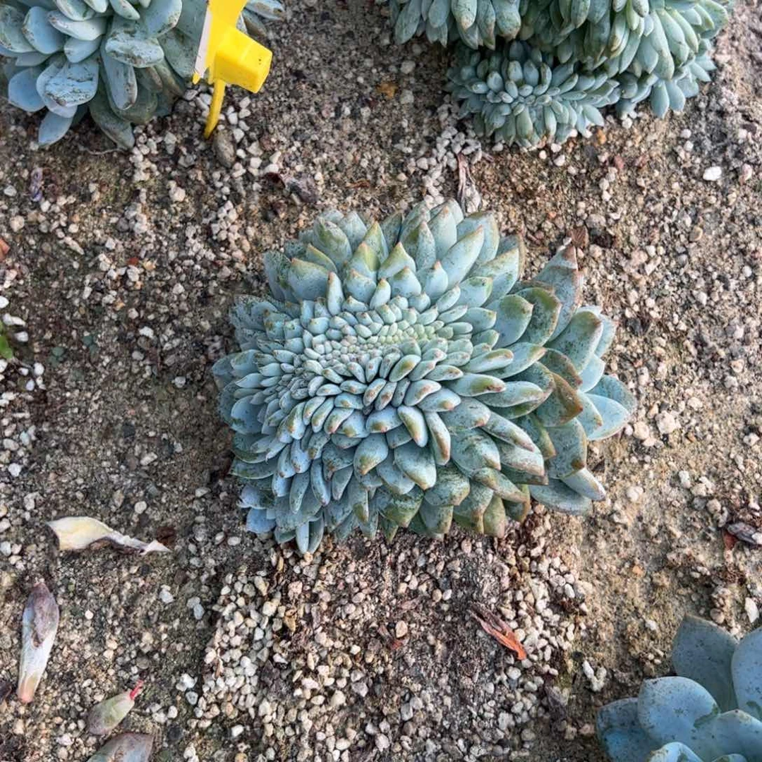 169号实价：158喜欢扣主播改价哦！