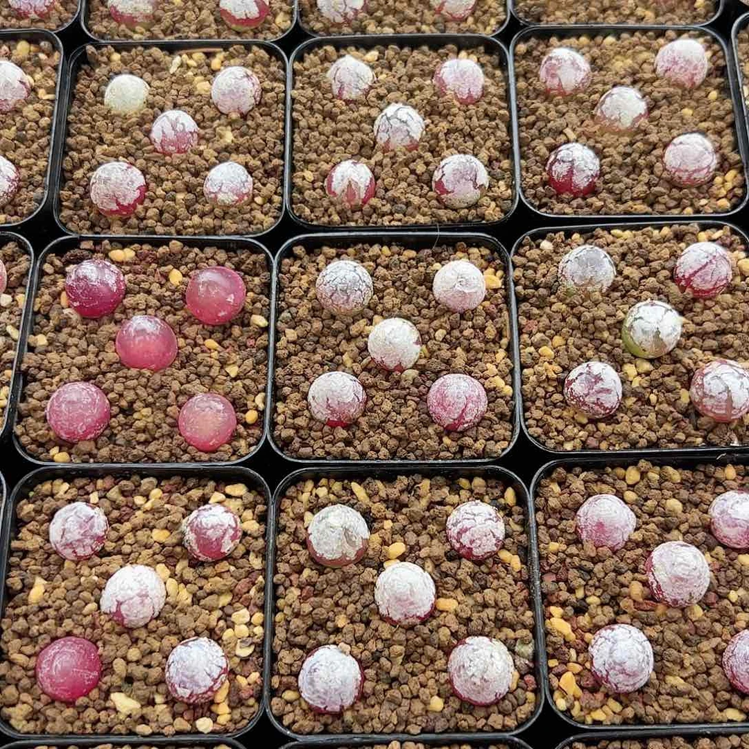 0000量拍小灯泡12颗尺寸1.0脱土发