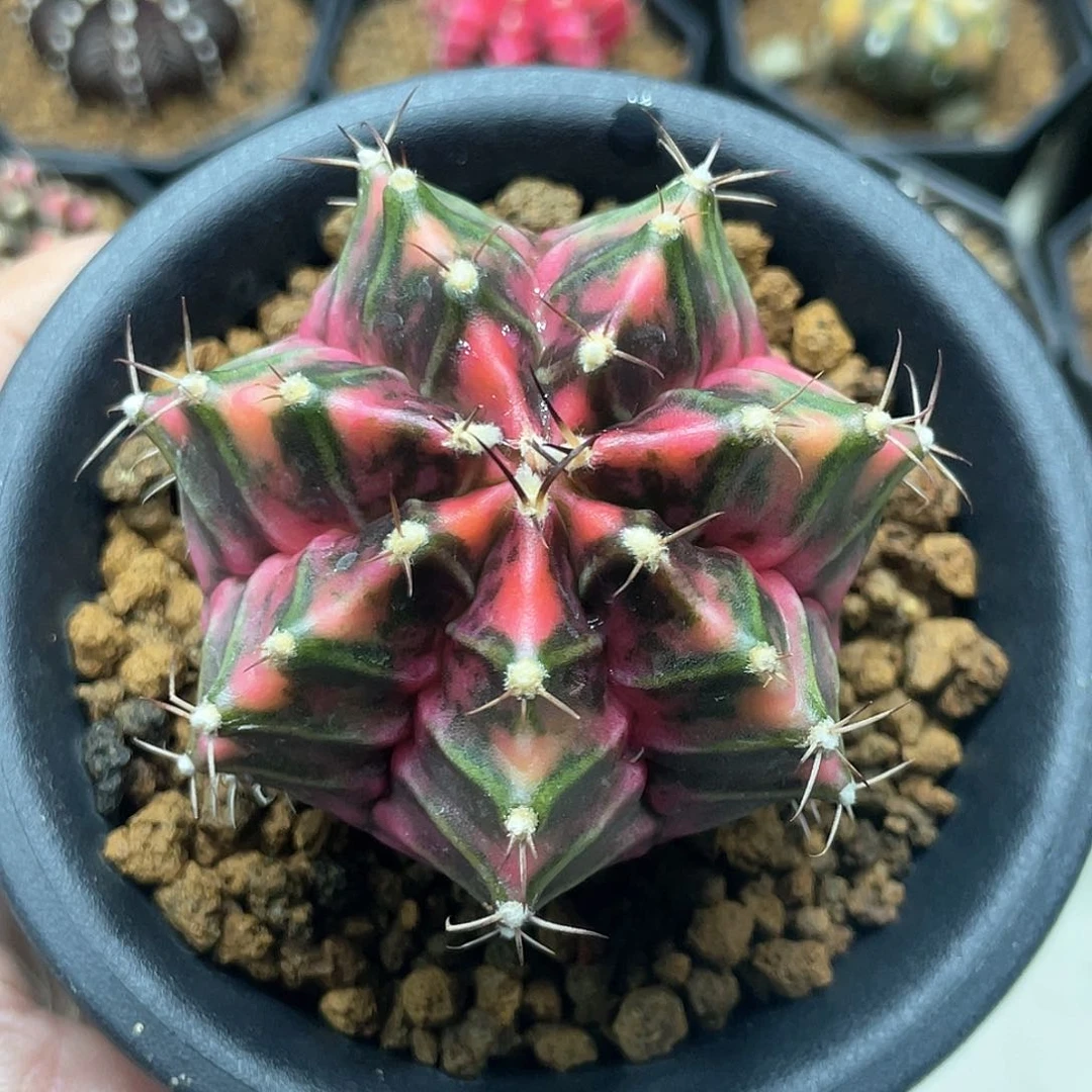 泰系实生，红臀，美纹，规律棱背锦