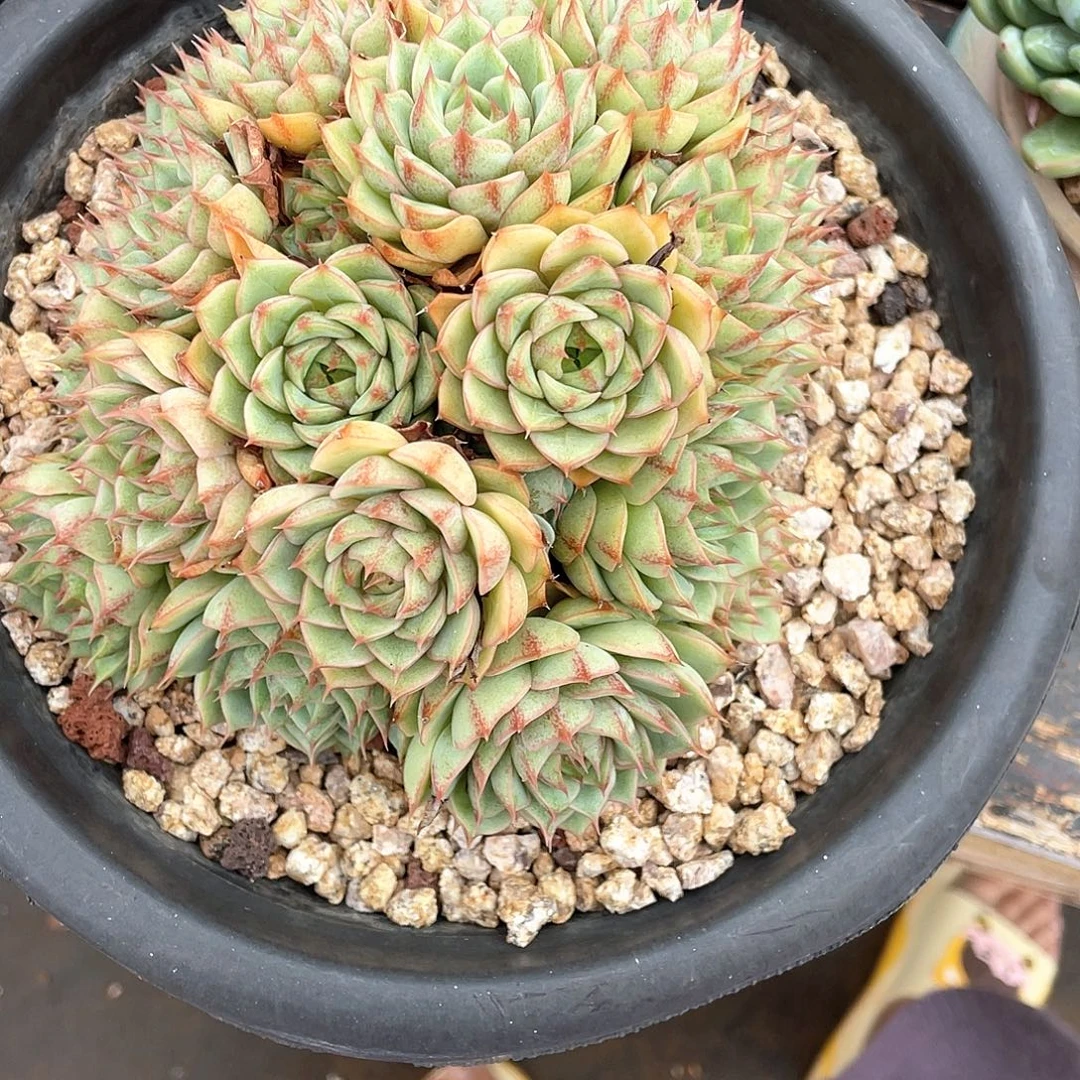 咖***语多肉植物一物一拍