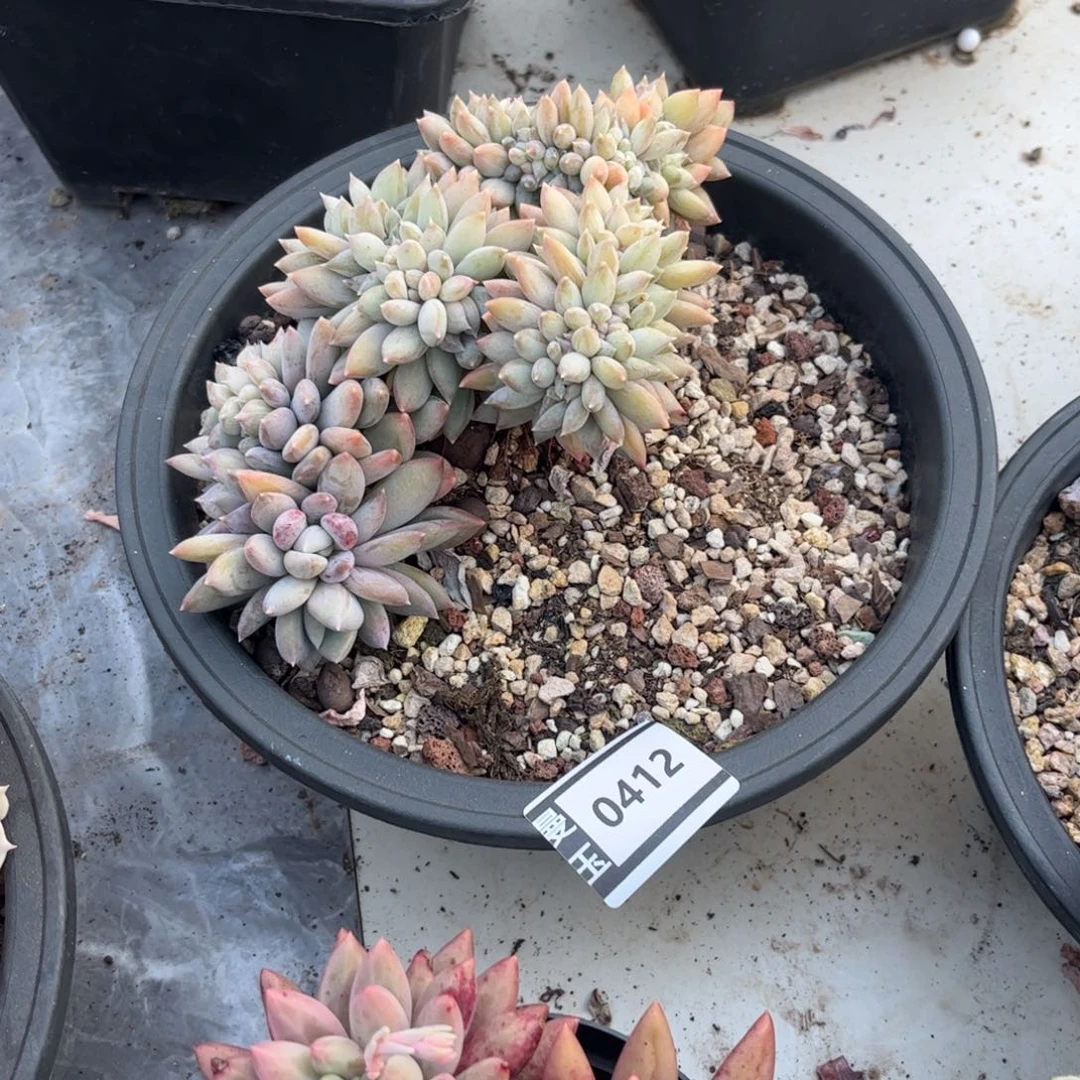 胖美人缀多肉植物0412