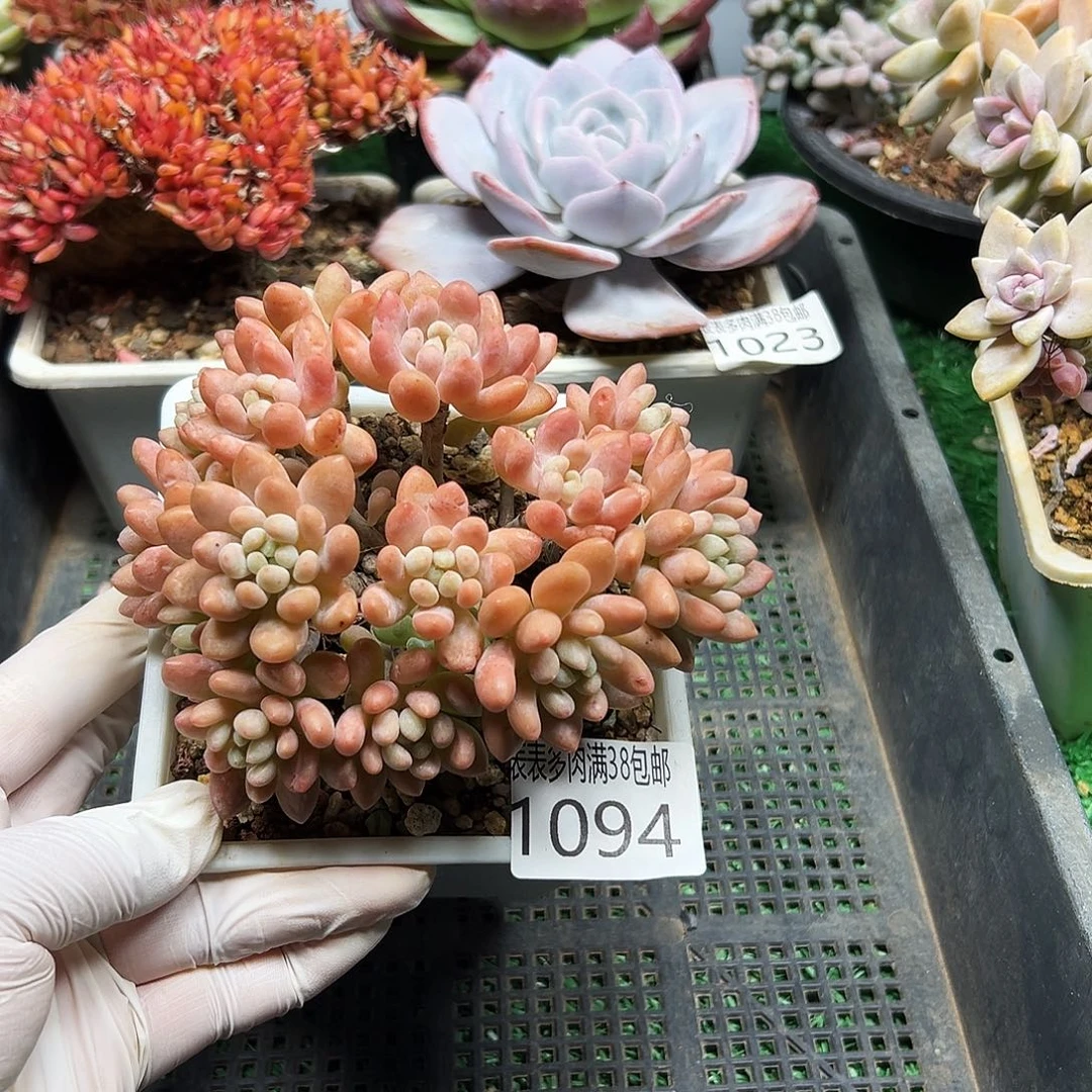 无花朵多肉一物＿拍植物1094