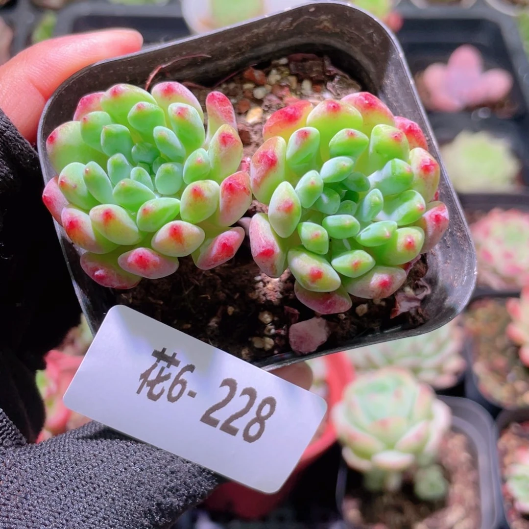 花利美 6-228苹果奶