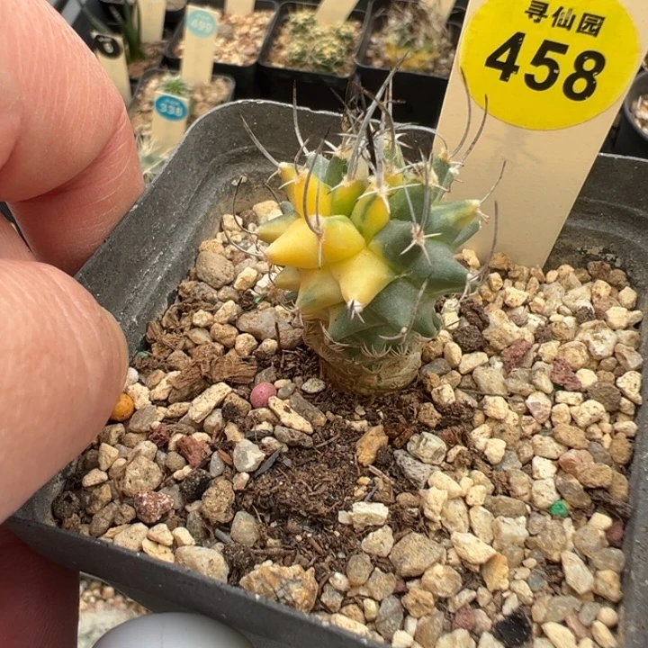 实生直刺升龙丸锦2.5cm