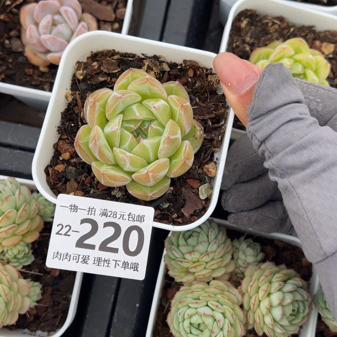 雪花珍妮多肉多肉多