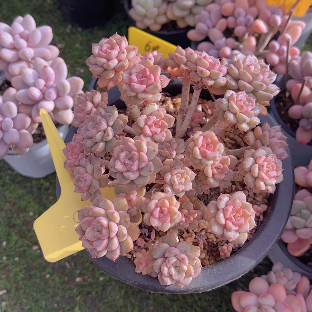 香玉的故事是一个人的故事吗