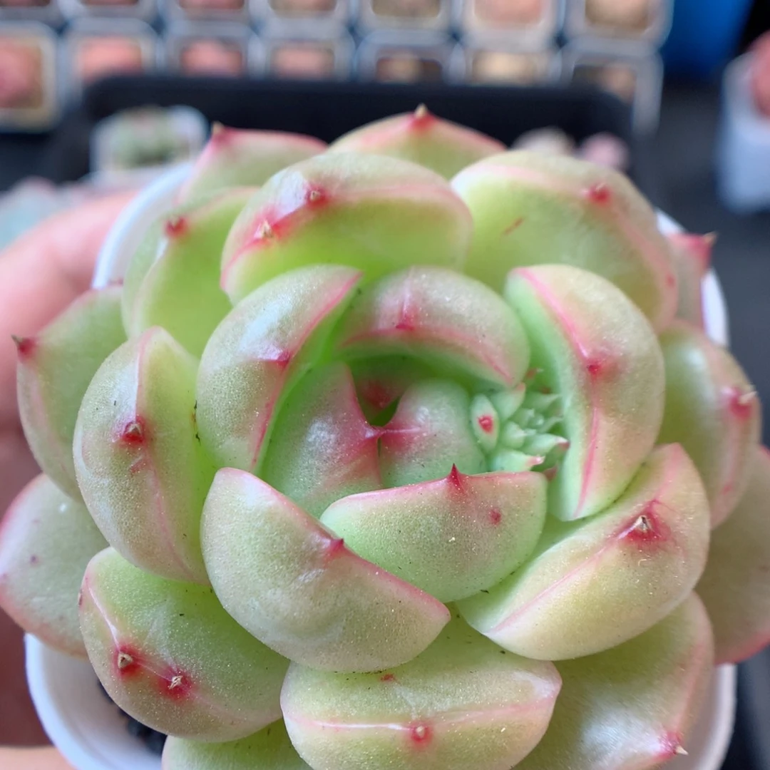 一物一拍精品多肉。糖心54