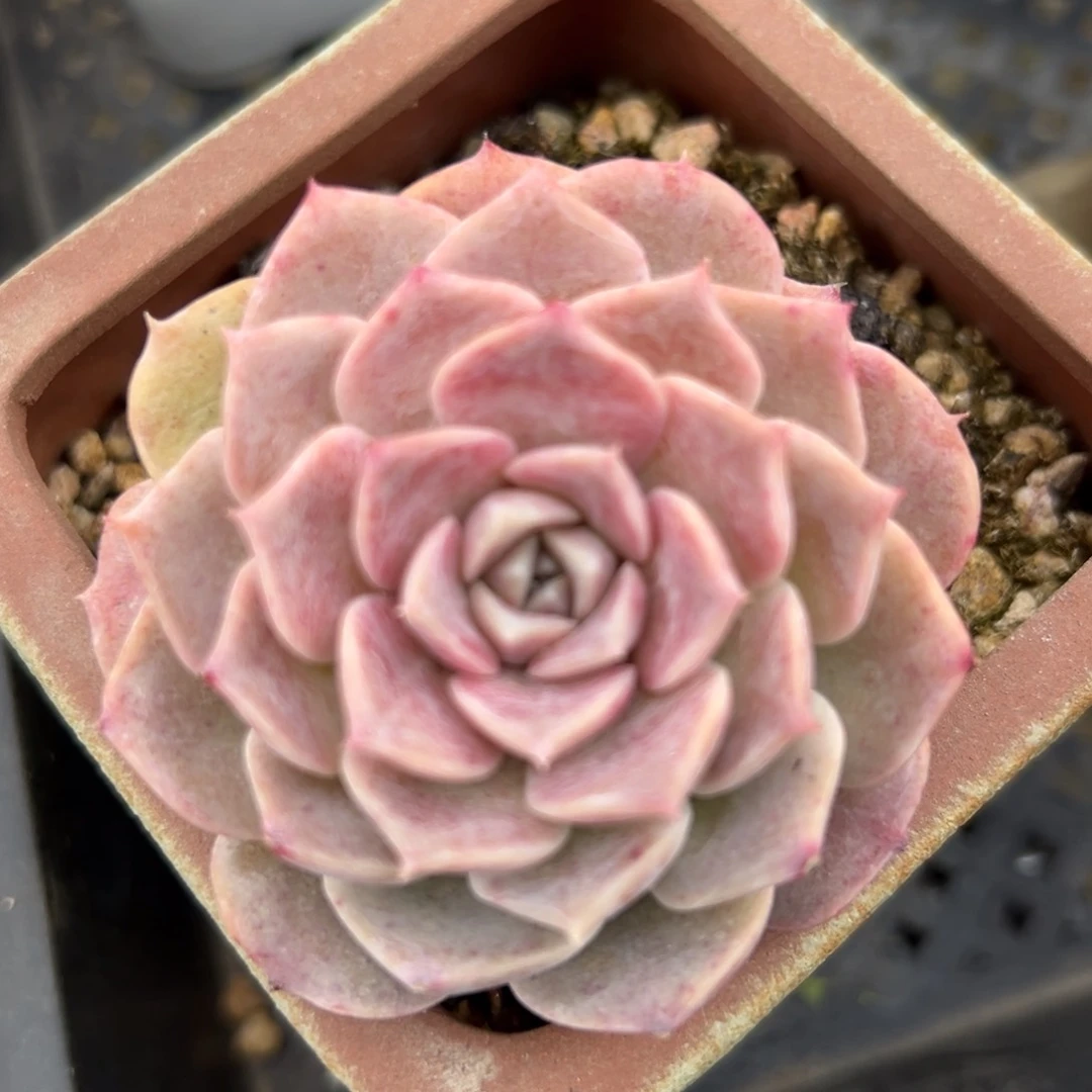 彩虹爱神精控多肉一物一拍