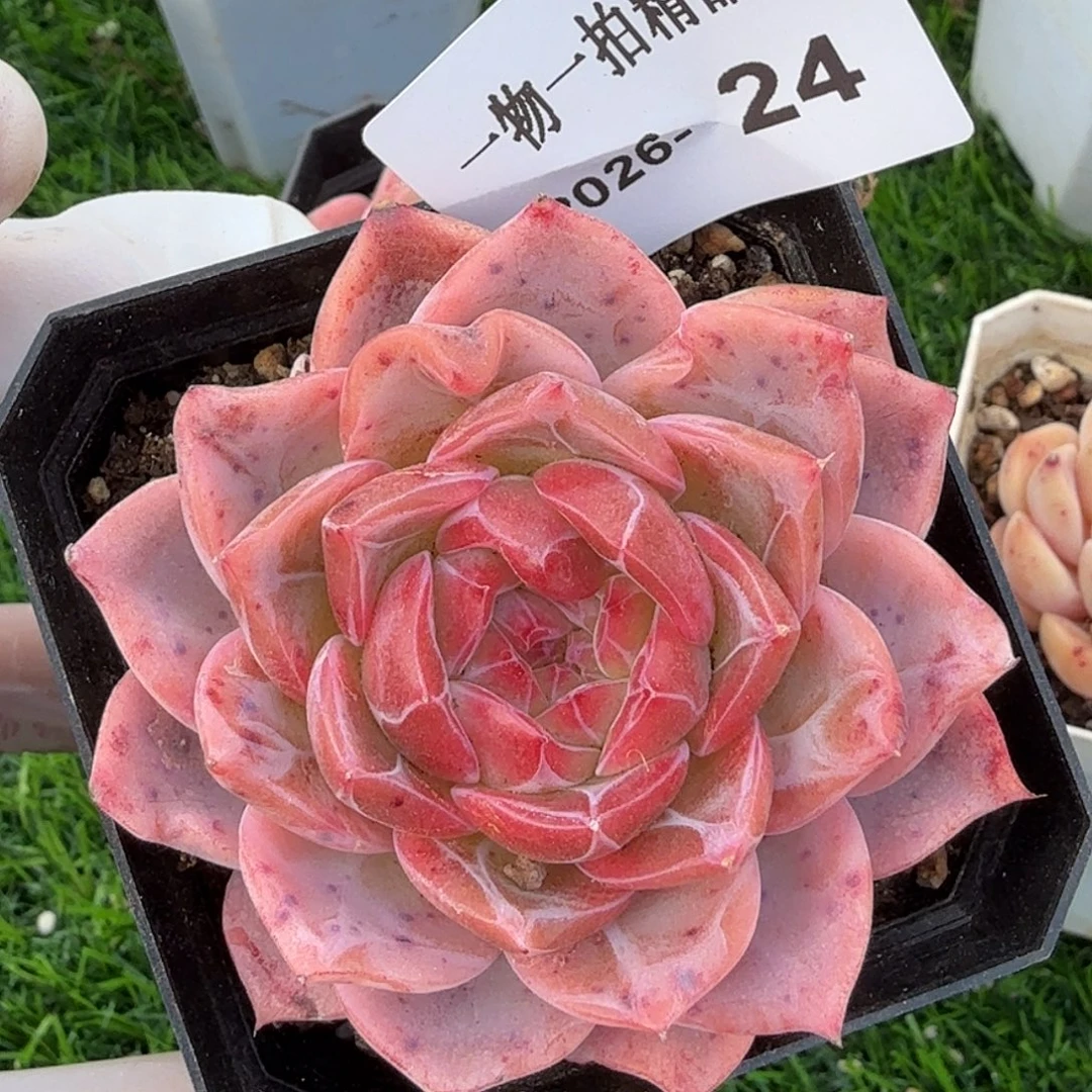 0101-24多肉一物一拍