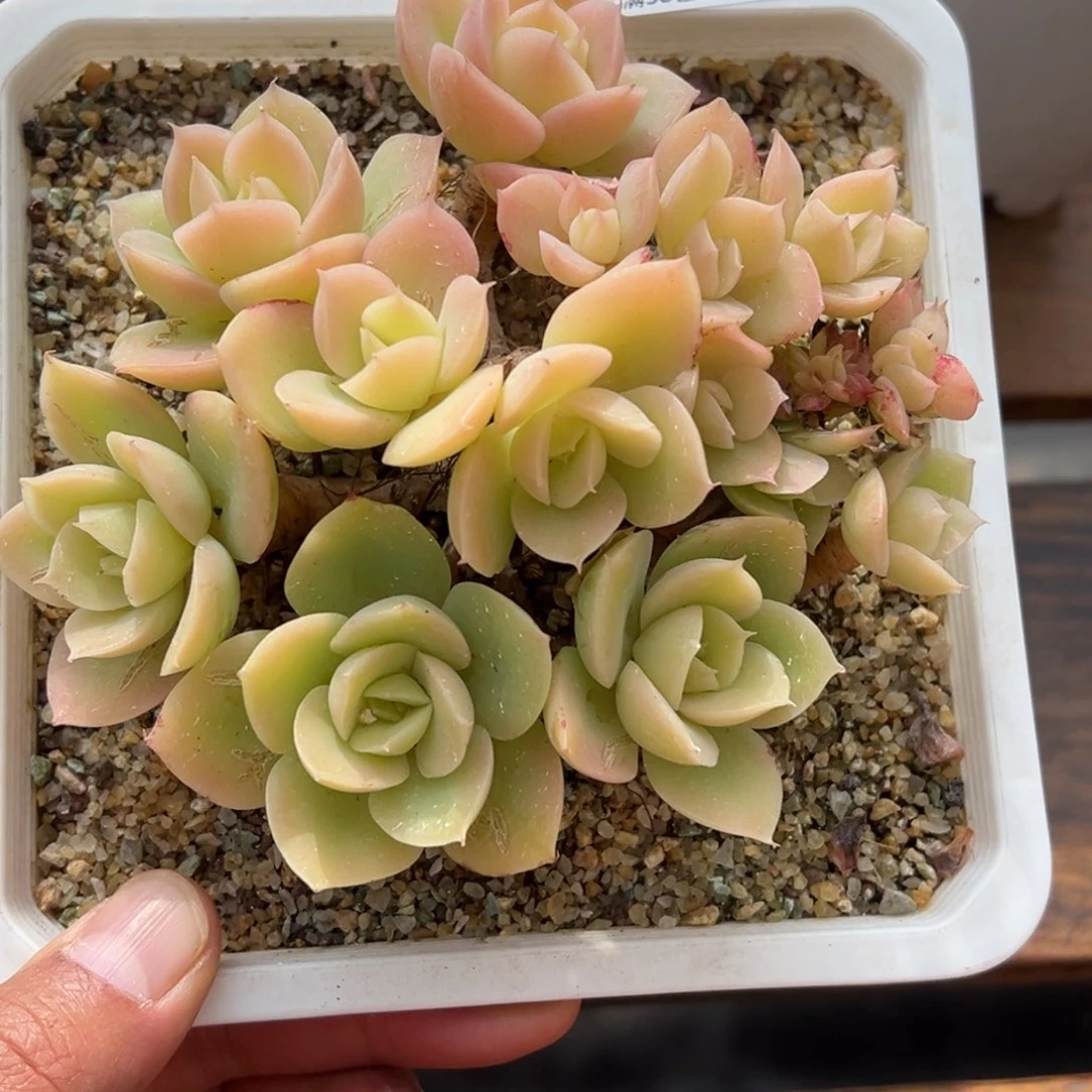 张张精品多肉甄选272
