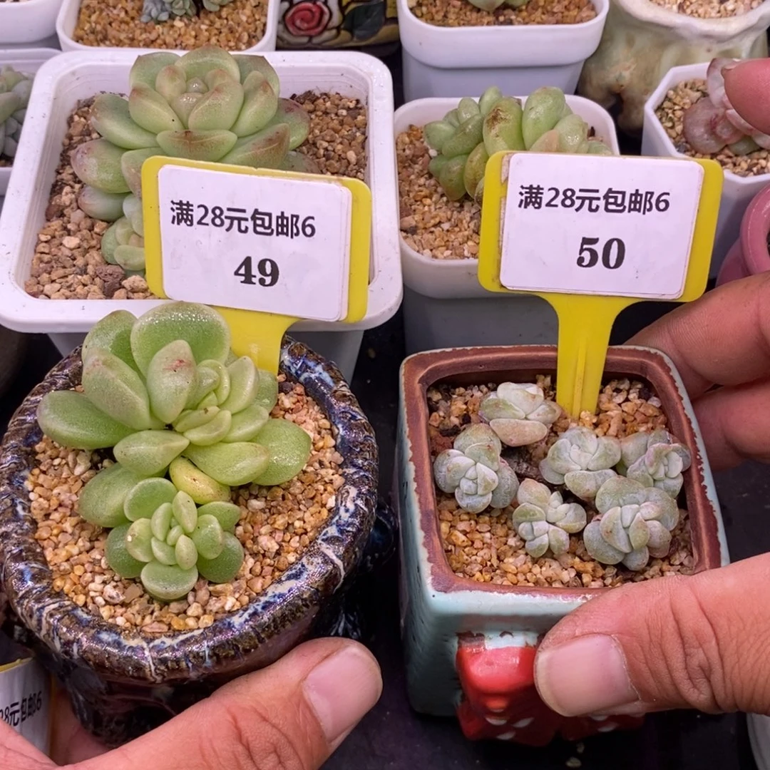 可****649.650冰玉石化两个