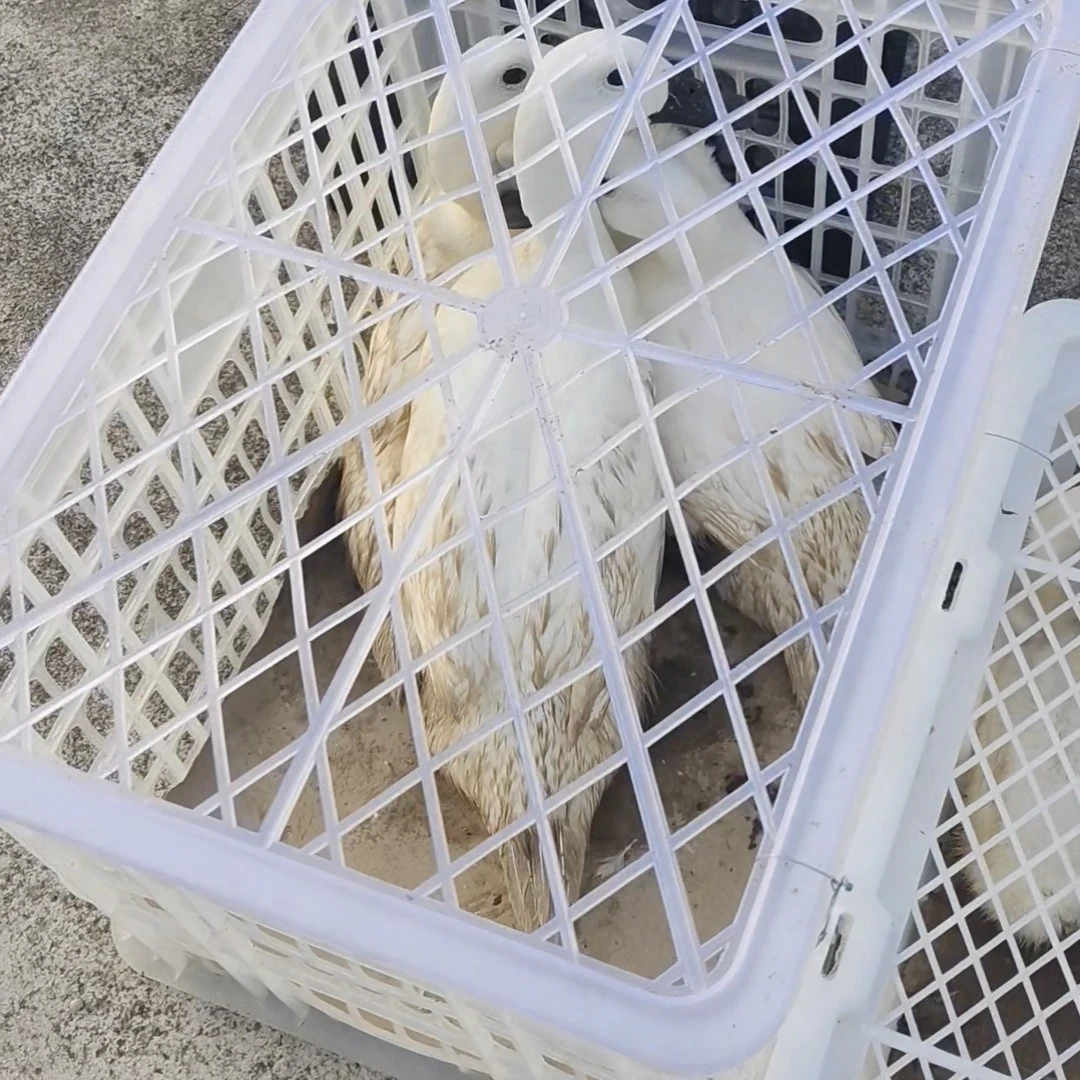 【京东物流】三只连城白鸭 农家散养土鸭子白鹭鸭