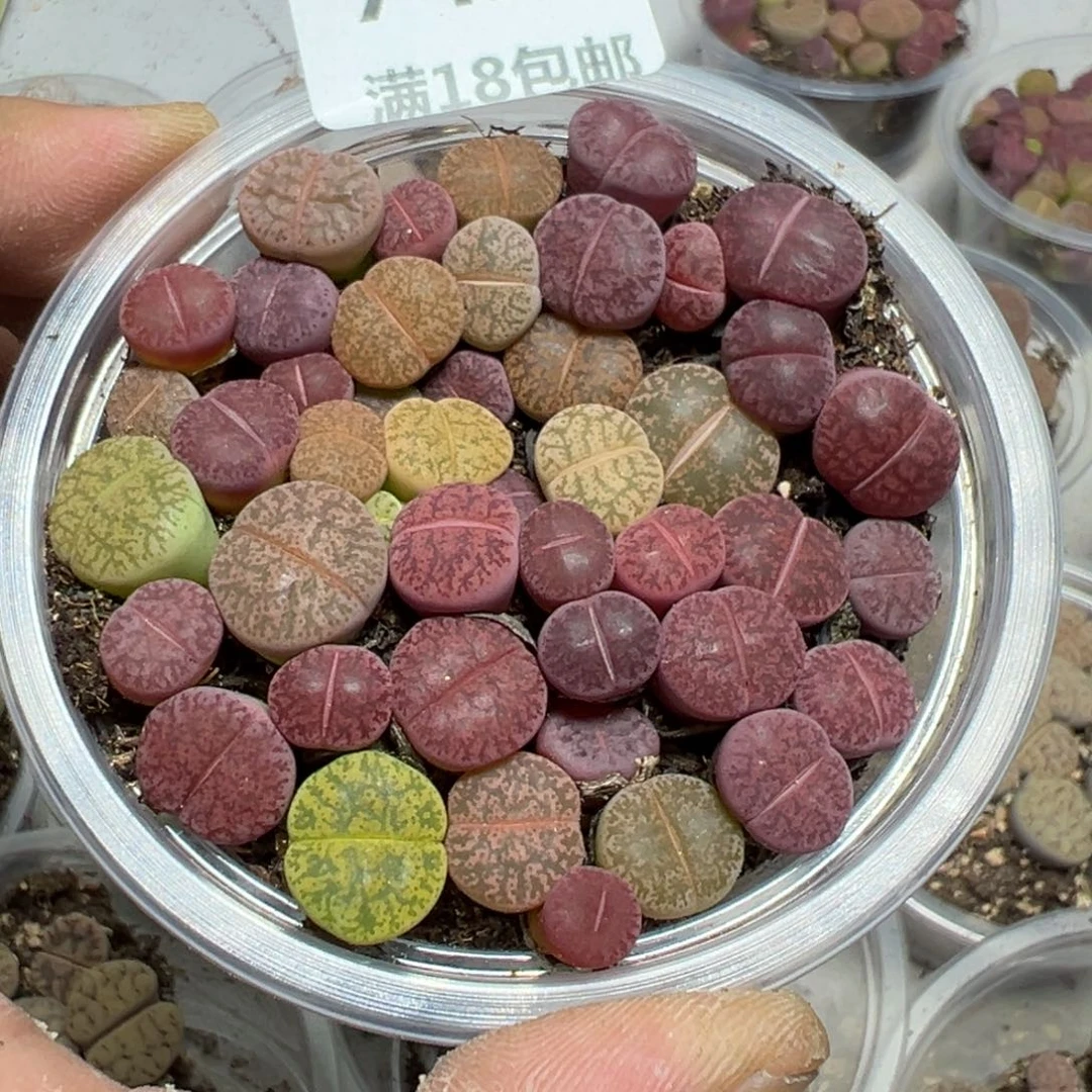 【闪购商品】 742。