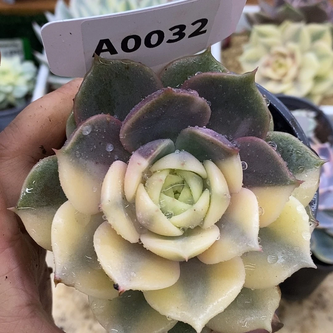 32贝加尔湖哈哈哈哈哈