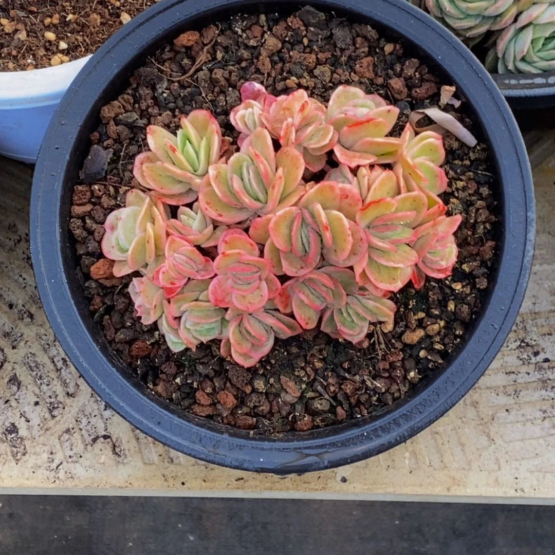 哈***^48包邮一物一拍多肉植物