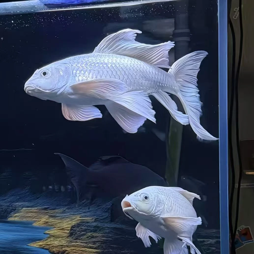 白蝴蝶鲤淡水观赏鱼活体好养