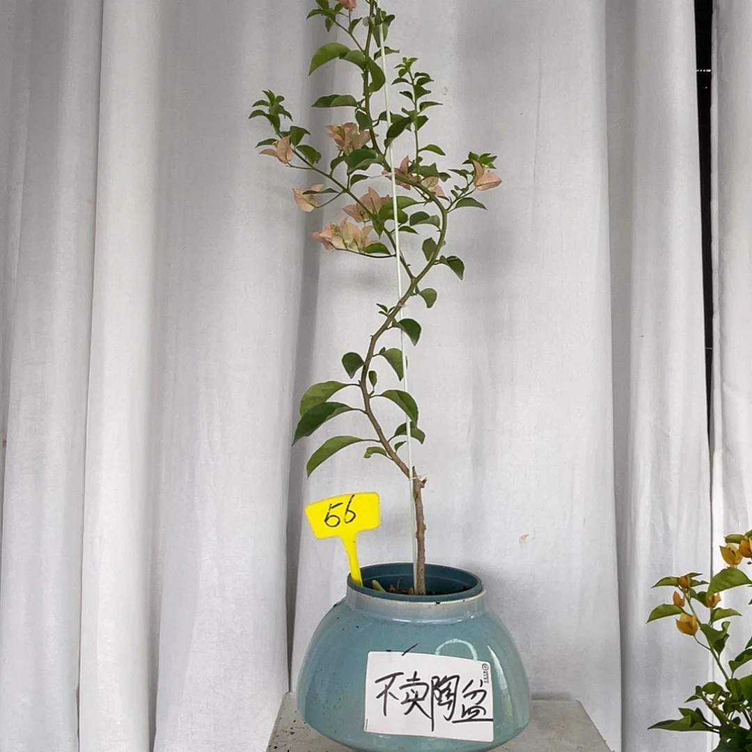 当前无花栽培后可以开花56卡亚塔高飘款